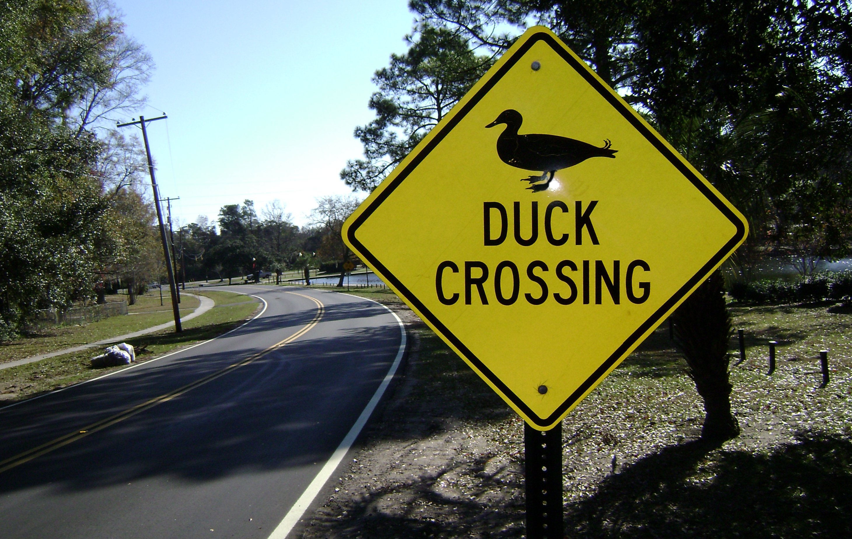 webassets/DUCKCROSSING.jpg